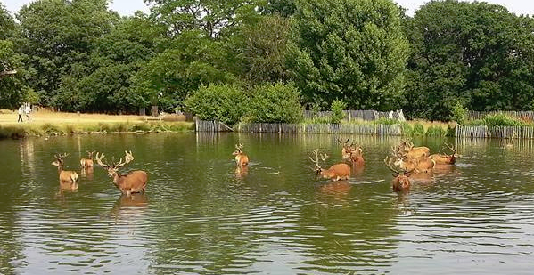 richmondpark