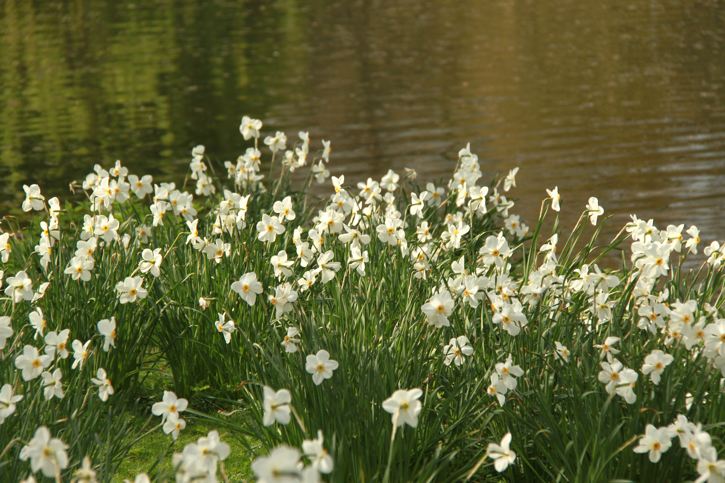 “Spring in London” by Cristian Bortes is licensed under CC BY 2.0